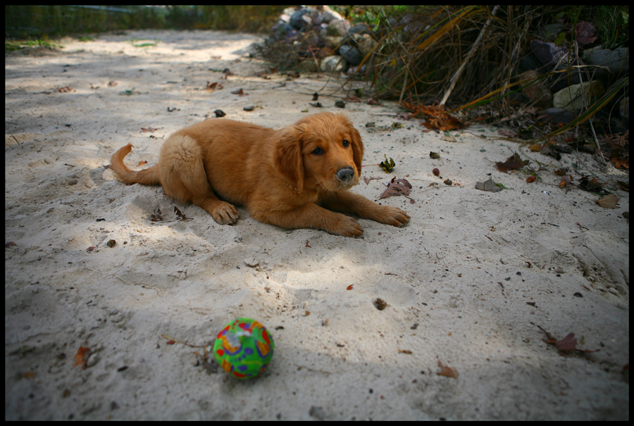 Toby on the beach